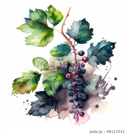 Cute Watercolor Branch of Black Currant 98157031