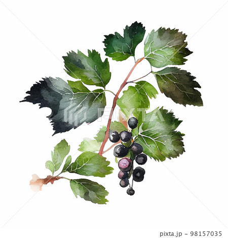 Watercolor branch with blackcurrant berries on white. Vector Illustration. EPS10 98157035