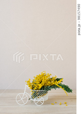 Bouquet of yellow mimosa flowers in a decorative bicycle vase. The concept of Women's Day or Mother's Day with a copy space 98157490