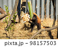 竹をかじるレッサーパンダ 竹をかじるレッサーパンダ 98157503