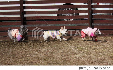 犬種の異なる凸凹3人組の戯れ5 98157872