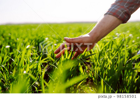 Green wheat seedlings in hands of a farmer. Male farmer looking at the produce before harvesting. Green wheat seedlings in hands of a farmer. Male farmer looking at the produce before harvesting. 98158501
