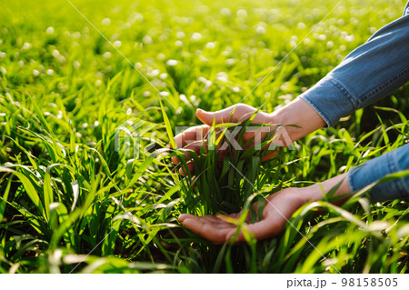 Green wheat seedlings in hands of a farmer. Male farmer looking at the produce before harvesting. Green wheat seedlings in hands of a farmer. Male farmer looking at the produce before harvesting. 98158505