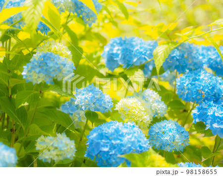 色づき始めた青いアジサイの美しい写真 98158655