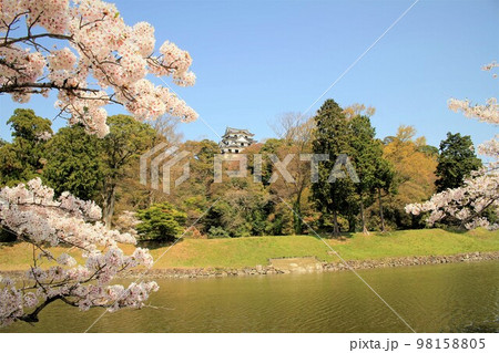 彦根城と桜 彦根城と桜 98158805