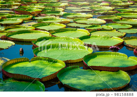 Victoria Amazonica Giant Water Lilies in lake at daytime 98158888