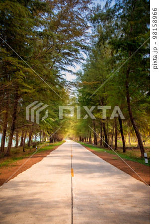 Beautiful road between Pine trees and sea in sunny day. 98158966