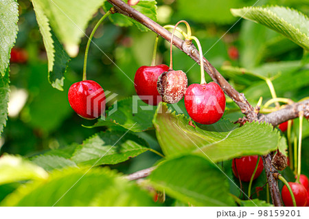 Rotten cherries on a fruit tree among healthy normal ripe berries. Diseases of trees. 98159201