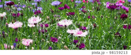 Pink light knapweed cornflowers in the summer garden. Beautiful floral banner with place for text. 98159213