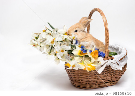 Adorable little rabbit sitting in a basket with daffodil flowers on a white background, copying space for text. Adorable little rabbit sitting in a basket with daffodil flowers on a white background, copying space for text. 98159310