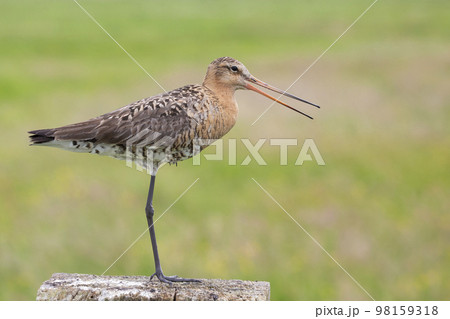 Black-tailed godwit (Limosa limosa) Black-tailed godwit (Limosa limosa) 98159318