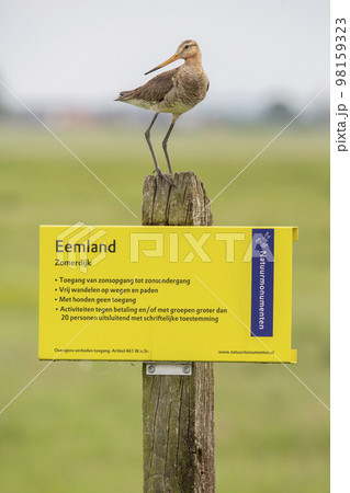 Black-tailed godwit (Limosa limosa) 98159323