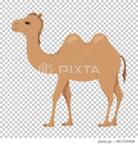 Bactrian camel illustration 98159499