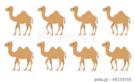 ラクダが歩く動き_イラスト素材セット ラクダが歩く動き_イラスト素材セット 98159705