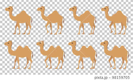 ラクダが歩く動き_イラスト素材セット ラクダが歩く動き_イラスト素材セット 98159705