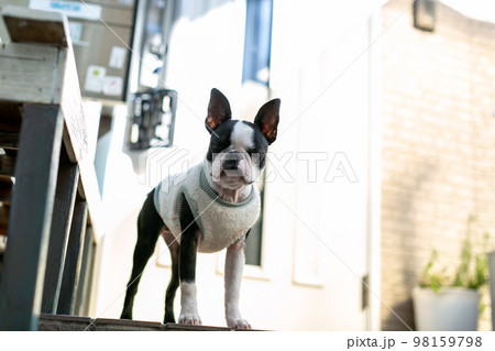 ボストンテリア 98159798