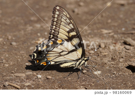 Closeup on the Eastern Tiger Swallowtail, Papilio glaucus in New Central Park woth closed wings 98160069