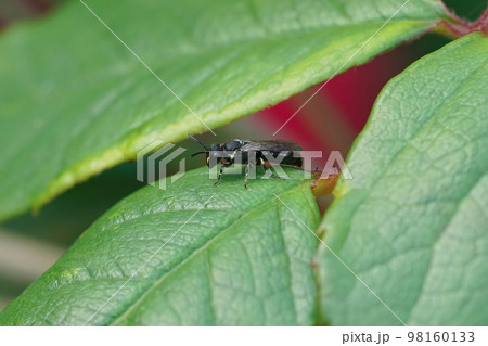 Closeup on a small black white faced maksed solitary bee, Hylaeus species, sitting on a green leaf Closeup on a small black white faced maksed solitary bee, Hylaeus species, sitting on a green leaf 98160133