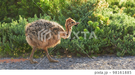 Ostrich chick on the go. A baby ostrich chick walking down the road. 98161885