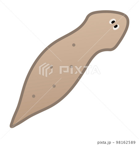 プラナリア 98162589