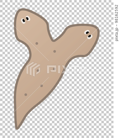 planaria planaria 98162592