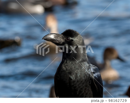 ハシブトガラス 98162729