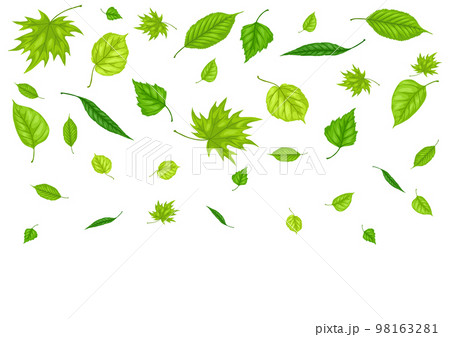 Background with spring leaves. Beautiful decorative foliage. 98163281