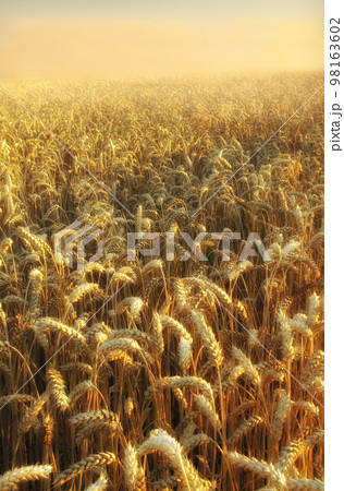 Time for harvest - early moring at the countryside Time for harvest - early moring at the countryside 98163602