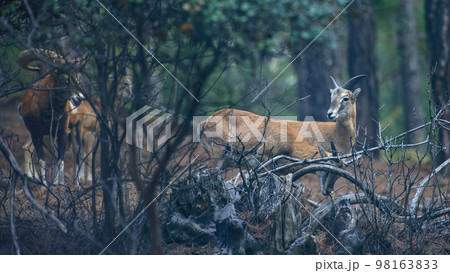 Wild Cyprus mouflons in their natural habitat, Troodos mountains, Cyprus Wild Cyprus mouflons in their natural habitat, Troodos mountains, Cyprus 98163833