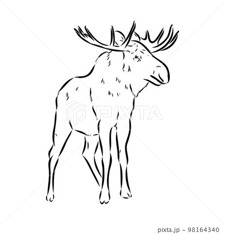 Vector hand drawn illustration of a moose isolated on a white background. A sketch of animal in engraving style. 98164340