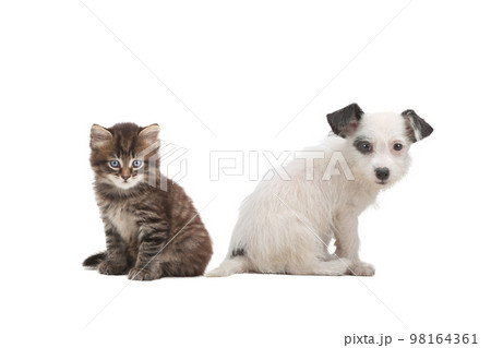 puppy and kitten isolated on white background puppy and kitten isolated on white background 98164361