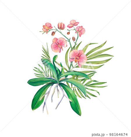 Watercolor bouquet with orchid and tropical branches of hovea. An exotic houseplants. Tropical orchid. Botanical illustration of a flower. Flower arrangement for print, invitation design, pack, spa. Watercolor bouquet with orchid and tropical branches of hovea. An exotic houseplants. Tropical orchid. Botanical illustration of a flower. Flower arrangement for print, invitation design, pack, spa. 98164674