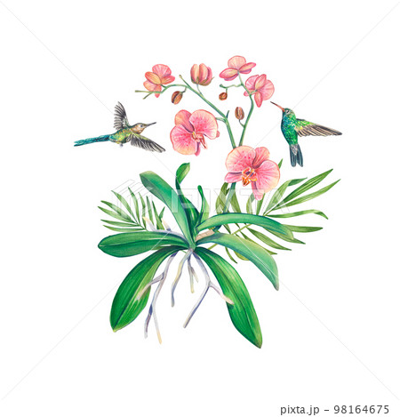 Watercolor bouquet with orchid and tropical branches of hovea. An exotic houseplants. Tropical orchid. Botanical illustration of a flower. Flower arrangement for print, invitation design, pack, spa. 98164675