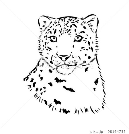 Snow leopard , hand drawn doodle, sketch in pop art style, vector illustration 98164755