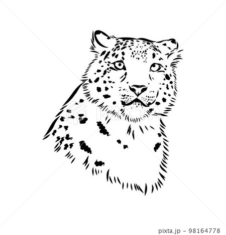 Snow leopard , hand drawn doodle, sketch in pop art style, vector illustration Snow leopard , hand drawn doodle, sketch in pop art style, vector illustration 98164778