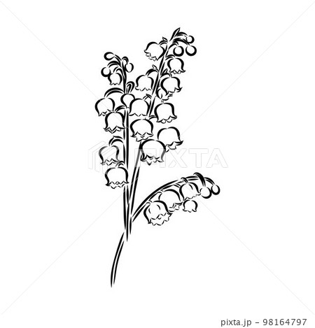 Vector isolated single lily valley branch colorless black and white contour line drawing 98164797