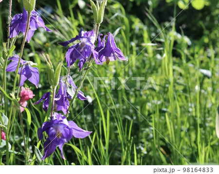 purple bluebells on a vertical shoot on the left side of the frame and a large copy space on a blurred defocused background of green grass, a floral summer wallpaper with lilac flowers of bluebells 98164833