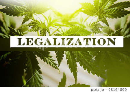 Hemp leaves background. The inscription is legalized. 98164899