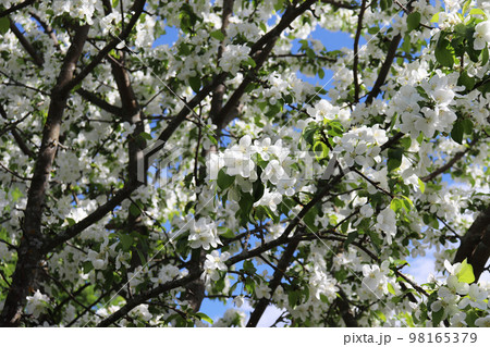 branch of a blossoming apple tree in garden 98165379