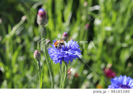 bumblebee on a blue cornflower in a meadow 98165380