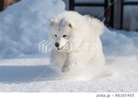 Samoyed white dog is running on snow outside 98165405