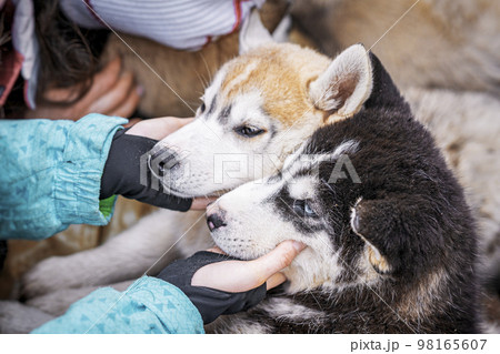 Two dogs, huskies and caressing hands of girl teen 98165607
