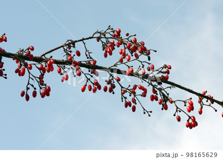 サンシュシュ 赤い実 サンシュシュ 赤い実 98165629