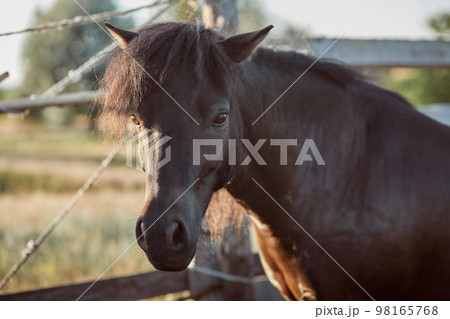 Beautiful brown horse, close-up of muzzle, cute look, mane, background of running field, corral, trees Beautiful brown horse, close-up of muzzle, cute look, mane, background of running field, corral, trees 98165768
