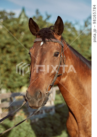 Beautiful brown horse, close-up of muzzle, cute look, mane, background of running field, corral, trees 98165784