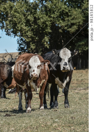 Agricultural production in the Pampas Humeda, Buenos Aires province, Argentina 98165812