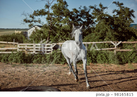 Horse running in the paddock on the sand in summer 98165815