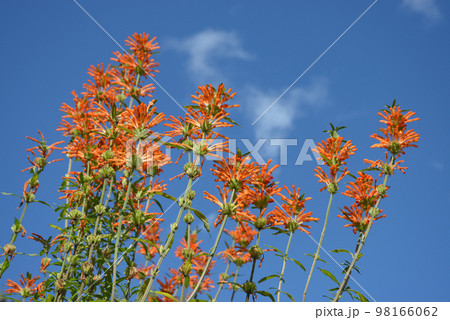 カエンキセワタ　花模様 98166062