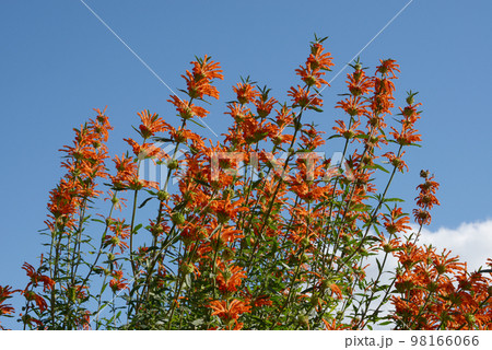 カエンキセワタ　花模様 98166066