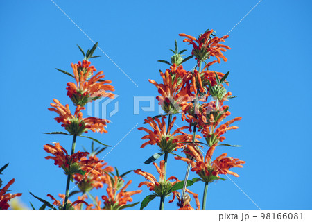 カエンキセワタ 花模様 カエンキセワタ 花模様 98166081